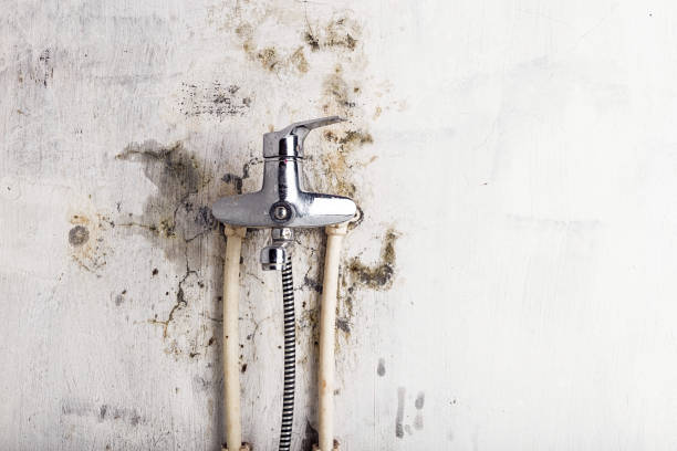 Best Toxic Mold Removal  in Cheverly, MD