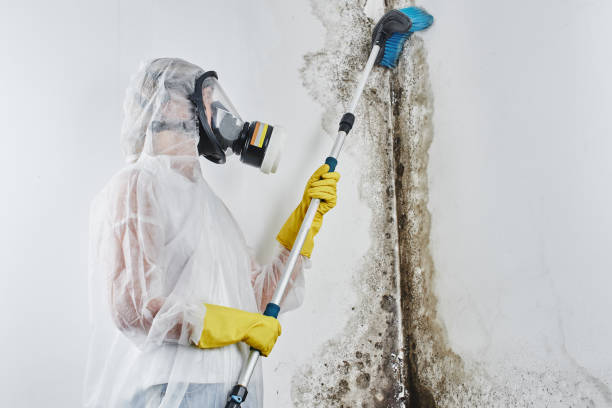 Mold Removal Process in Cheverly, MD