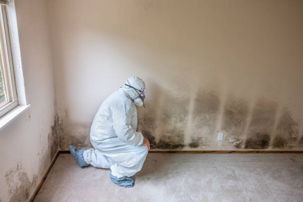 Best Mold Testing  in Cheverly, MD